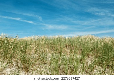 Nature view with dune grass, fine sand and blue cloudy sky, beach dunes of Baltic sea, Russia. Beautiful aesthetic natural scenic background, picturesque seaside with growth green grass, summer time - Powered by Shutterstock