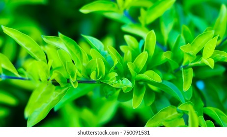 nature view of green leaf in garden background or wallpaper. - Shutterstock ID 750091531