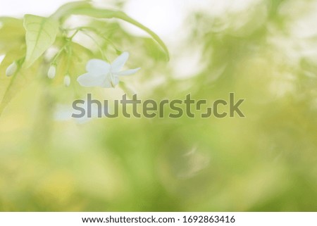 Wild white flowers lily of the valley