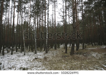 nature view winter trees little snow