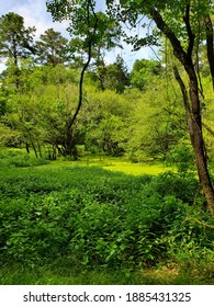 Nature Walk Through This Luscious Forest