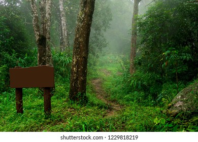 Nature Walk Trail In Rain Forest With Empty Wood Sign. Misty Landscape Background