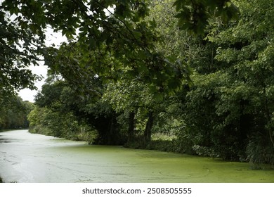 nature water canal overgrown trees natural scene autumn leaves pond river green lily pad a walk in nature with overgrown flora a cool autumn morning overcast still peaceful tranquil moss floating - Powered by Shutterstock