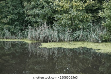 nature water canal overgrown trees natural scene autumn leaves pond river green lily pad a walk in nature with overgrown flora a cool autumn morning overcast still peaceful tranquil moss floating - Powered by Shutterstock