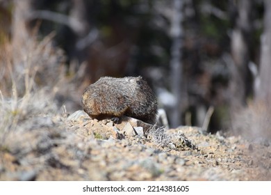 Nature In The Western United States