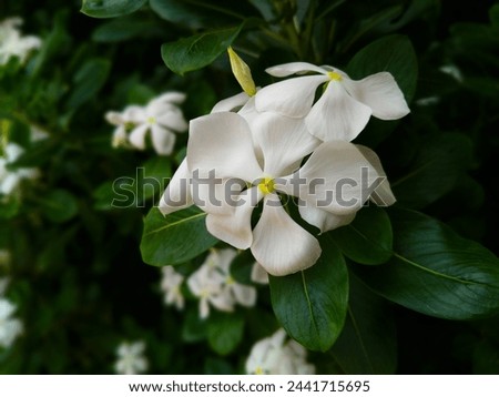 #nature #whiteflower #plant #blooming #beautiful