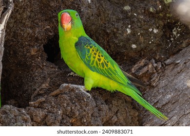 Nature wildlife bird of The blue-naped parrot also the blue-crowned green parrot on nest hole - Powered by Shutterstock