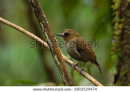 Nature wildlife bird Bornean Shade dweller on deep green jungle in Sabah, Borneo
