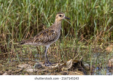 610 Pacific Golden Plover Images, Stock Photos & Vectors | Shutterstock