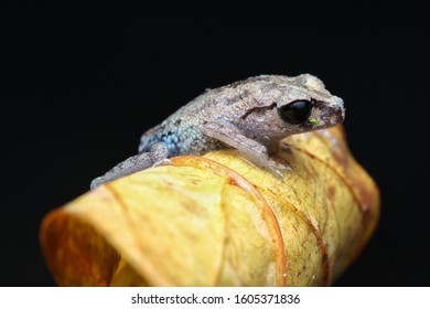 Nature Wildlife Of Black Eye Litter Frog ( Leptobrachium Nigrops ) On The Yellow Leaf. 