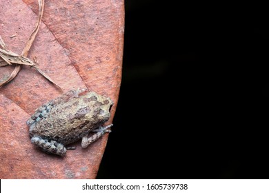 Nature Wildlife Of Black Eye Litter Frog ( Leptobrachium Nigrops )