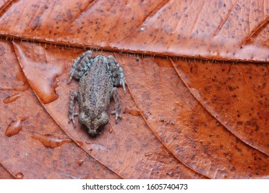 Nature Wildlife Of Black Eye Litter Frog ( Leptobrachium Nigrops )