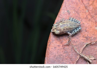 Nature Wildlife Of Black Eye Litter Frog ( Leptobrachium Nigrops )