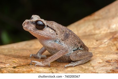 Nature Wildlife Of Black Eye Litter Frog ( Leptobrachium Nigrops ) 