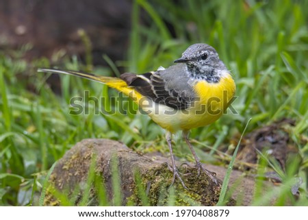 Nature wildlife image of Grey wagtail on nature deep jungle