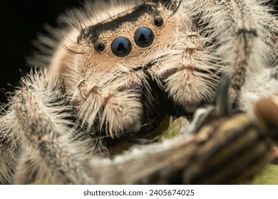 Nature wildlife macro image of Phidippus regius jumping spider action on green leaf. Shows eye details.