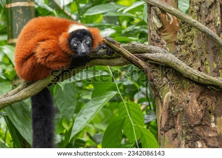 Nature wildlife of Red Ruffed Lemur, a lively and enchanting creature radiating with vivid hues and playful energy.