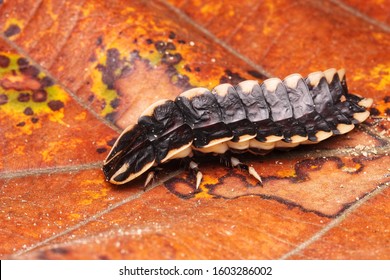 433 Trilobite Beetle Images, Stock Photos & Vectors | Shutterstock