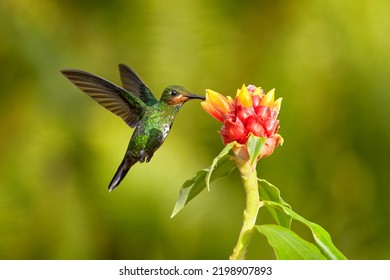 Nature wildlife. Tropic forest bloom with bird Female hummingbird purple-throated mountaingem, Lampornis calolaemus, with flower in the tropic forest, Talamaca, Costa Rica.  - Shutterstock ID 2198907893