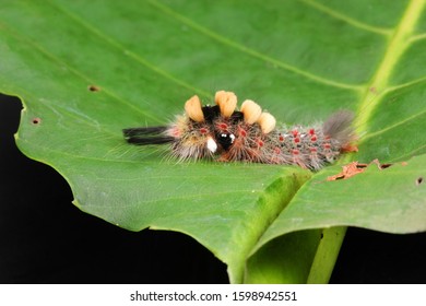 Nature Wildlife Of White Marked Tussock Moth Caterpillar (Orgyia Leucostigma) On Green Leaf. 