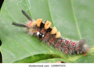 Nature Wildlife Of White Marked Tussock Moth Caterpillar (Orgyia Leucostigma) On Green Leaf.

