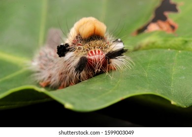 Nature Wildlife Of White Marked Tussock Moth Caterpillar (Orgyia Leucostigma) On Green Leaf.

