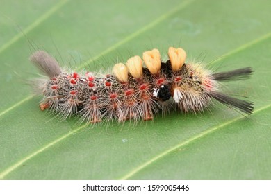 Nature Wildlife Of White Marked Tussock Moth Caterpillar (Orgyia Leucostigma) On Green Leaf.

