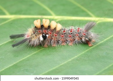 Nature Wildlife Of White Marked Tussock Moth Caterpillar (Orgyia Leucostigma) On Green Leaf.

