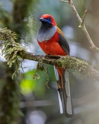 Nature Wildlife Of Whitehead's Trogon Bird Endemic Of Borneo
