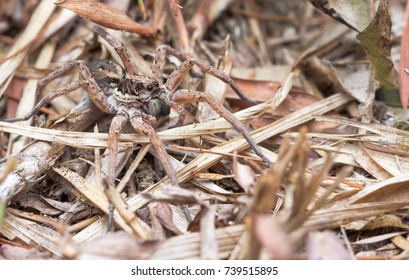 nature wildlife of wolf spider.