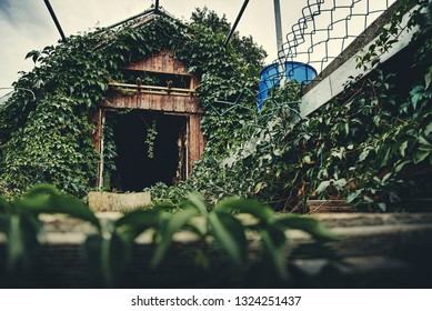 Nature wins back everything