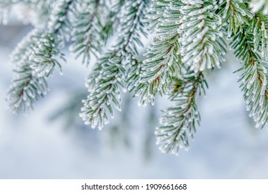 Nature Winter Background With Snowy Fir Tree Branches. Beautiful Winter Fir Branches Covered Frost Close Up. Winter Christmas Template With Copy Space For Text