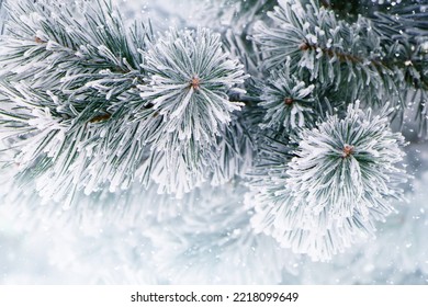 Nature Winter background with snowy pine tree branches, shallow DOF. Pine tree in hoarfrost outdoors in Winter forest, closeup. Beauty in nature. Winter natural Wallpaper, poster - Shutterstock ID 2218099649