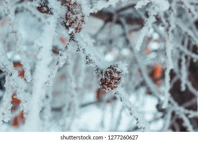 Nature, winter frost