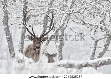 Nature in Winter, heavy white snow. Red deer, Cervus elaphus, big animal in the wildlife forest habitat. Deer in the oak trees mountain, Studen Kladenec, Eastern Rhodopes, Bulgaria in Europe. 