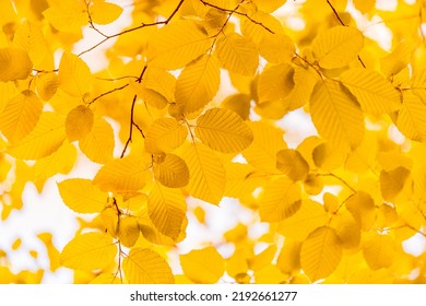 Nature Of Yellow Orange Leaves In Autumn Garden. Natural Bright Leaves Plants Using As Autumnal Background Cover Environment Ecology Wallpaper. Autumn Leaves Sunny Nature. Fall Dream Blurred Macro