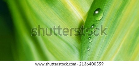 Nature zoomed in. Leaf and water drops. 