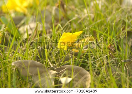 nature1