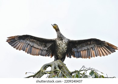 Nature,outdoors,animal,wildlife,bird,bird Watching,ornithology,plumage,beak,cormorant,water Bird,birds Of Prey,wing,dry,sitting,tree,waters, Report