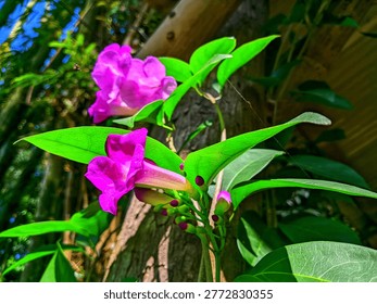 Nature's architecture at its most dramatic — this striking macro photograph reveals the full anatomical beauty of a single Podranea ricasoliana bloom, captured at intimate proximity with exceptional sharpness and color fidelity. The elongated pale pink floral tube extends gracefully from the stem before erupting into bold, deeply saturated magenta-fuchsia petals — a botanical detail rarely this visible in stock imagery. Clusters of deep burgundy-tipped buds crowd the right frame, signaling a burst of imminent blooms in this lush garden scene. Vivid, backlit green leaves with clearly rendered venation frame the central flower naturally, while a softly blurred second bloom in the upper background adds depth and layering. The dark, bokeh-rich background — a mix of shadowed tree bark and dappled undergrowth — pushes the fuchsia flower into luminous contrast, making it leap off the screen. Shot in natural outdoor light with a shallow depth of field, this image perfectly balances scientific botanical detail with high visual impact. Ideal for botanical illustration references, eco-branding, garden lifestyle editorial, tropical plant nursery marketing, floral pattern design inspiration, wellness and mindfulness content, native plant conservation campaigns, and South African biodiversity features.