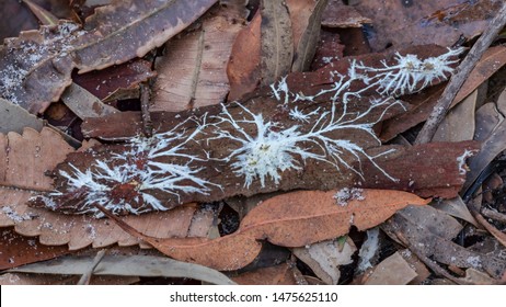 Nature's art - Mycelium on leaf litter - NSW, Australia