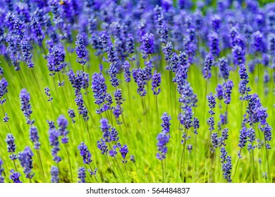 Nature's Beauty, Lavender - Munstead lavender closeup.