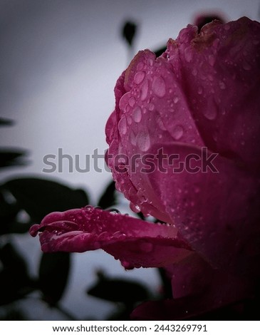 Natures beauty, perfections, rose,rosepetal, plants, 