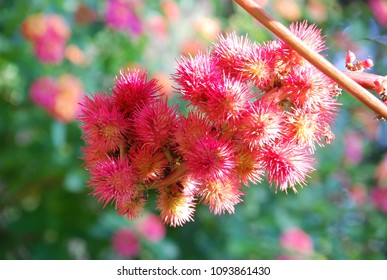 Nature's Castor Oil Plant.