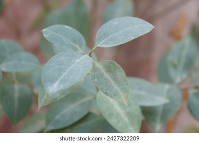 Nature's climbers, weaving tales, embracing with leafy tendrils, reaching skyward.




 - Powered by Shutterstock