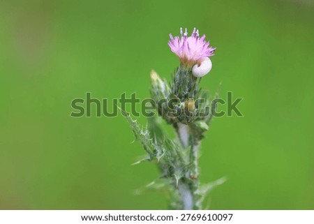 Nature's Contrast: Tiny Snail on an Italian Thistle (Carduus Pycnocephalus)