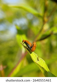 Nature's Dance Orange Beetles Mating on a Leaf