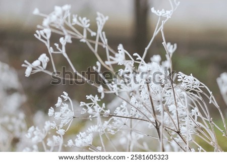Similar – Image, Stock Photo Hoarfrost covered dried up garden plant