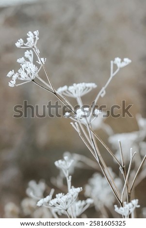 Similar – Image, Stock Photo Hoarfrost covered dried up garden plant
