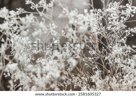 Similar – Image, Stock Photo Hoarfrost covered dried up garden plant
